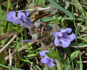 Photo by: Andrew Nelson - Rice Creek Field Sta., SUNY Oswego Photo taken: Oswego County, NY: 17 Apr 2002