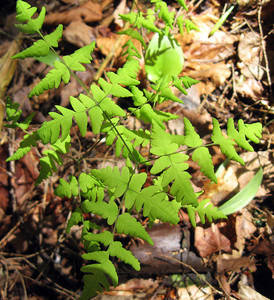 Photo by: Joseph M. McMullen. Photo taken: Chenango Co., NY: 15 May 2013