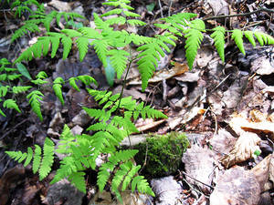 Photo by: Joseph M. McMullen. Photo taken: Chenango Co., NY: 15 May 2013