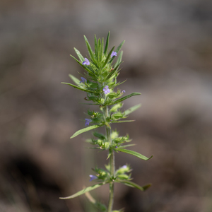 Photo by: Kyle J. Webster. Photo taken: Jefferson County, NY: 26 June 2022
