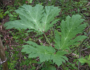 Photo by: Andrew Nelson - Rice Creek Field Sta., SUNY Oswego. Photo taken: Oswego Co., NY: 18 May 2010