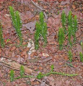 Photo by: Andrew Nelson - Rice Creek Field Sta., SUNY Oswego Photo taken: Oswego County, NY: 23 Jun 2005