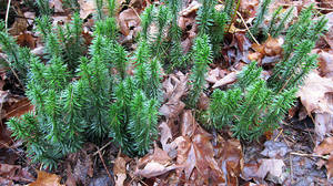 Photo by: Joseph M. McMullen. Photo taken: Chenango Co., NY: 21 Oct 2013