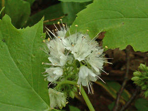 Photo by: Andrew Nelson - Rice Creek Field Sta., SUNY Oswego Photo taken: Oswego County, NY: 21 Jun 2002
