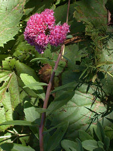 Photo by: Andrew Nelson - Rice Creek Field Sta., SUNY Oswego Photo taken: Oswego County, NY: 09 Sep 2003