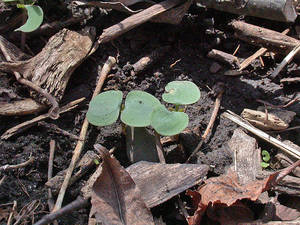 Photo by: Andrew Nelson - Rice Creek Field Sta., SUNY Oswego Photo taken: Oswego County, NY: 18 Apr 2002