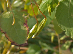 Photo by: Andrew Nelson - Rice Creek Field Sta., SUNY Oswego Photo taken: Oswego County, NY: 01 Oct 2002