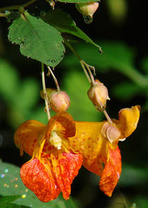 Photo by: Steven Daniel. Photo taken: Ontario Co., NY: 11 Sep 2010