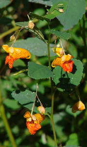 Photo by: Steven Daniel. Photo taken: Ontario Co., NY: 11 Sep 2010