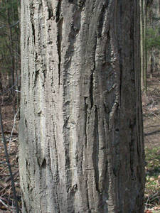 Photo by: Andrew Nelson - Rice Creek Field Sta., SUNY Oswego Photo taken: Oswego County, NY: 16 Apr 2002