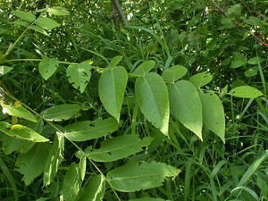 Photo by: Andrew Nelson - Rice Creek Field Sta., SUNY Oswego Photo taken: Oswego County, NY: 08 Jul 2003