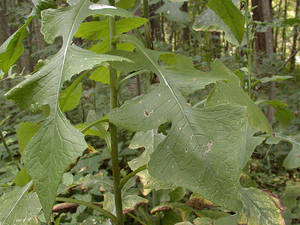 Photo by: Andrew Nelson - Rice Creek Field Sta., SUNY Oswego Photo taken: Oswego County, NY: 18 Sep 2002