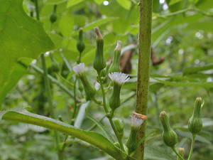 Photo by: Andrew Nelson - Rice Creek Field Sta., SUNY Oswego Photo taken: Oswego County, NY: 14 Sep 2003