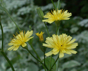 Photo by: Andrew Nelson - Rice Creek Field Sta., SUNY Oswego Photo taken: Oswego County, NY: 25 Jun 2003