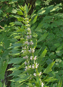 Photo by: Andrew Nelson - Rice Creek Field Sta., SUNY Oswego Photo taken: Oswego County, NY: 02 Jul 2002