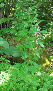 Photo by: Kimberly J. Smith - NYNHP/OPRHP. Photo taken: Onondaga Co., NY: 30 Jun 2010