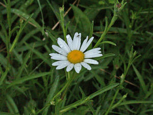 Photo by: Andrew Nelson - Rice Creek Field Sta., SUNY Oswego Photo taken: Oswego County, NY: 23 Jul 2002