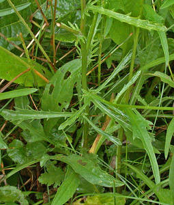 Photo by: Andrew Nelson - Rice Creek Field Sta., SUNY Oswego Photo taken: Oswego County, NY: 23 Jul 2002