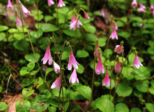Photo by: Jacqueline Donnelly. Photo taken: Warren Co., NY: 22 Jun 2012