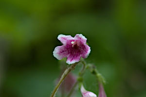 Photo by: Kyle J. Webster. Photo taken: Hamilton Co., NY: 19 June 2020