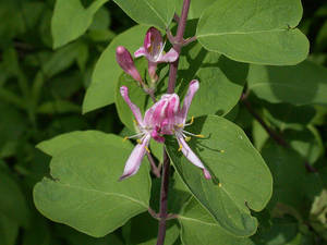 Photo by: Andrew Nelson - Rice Creek Field Sta., SUNY Oswego Photo taken: Oswego County, NY: 28 May 2002