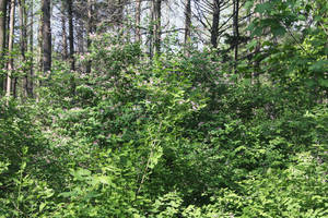 Photo by: Andrew Nelson. Photo taken: Oswego Co., NY: 23 May 2011