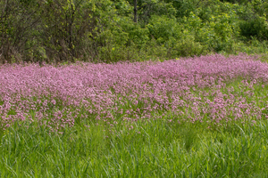 Photo by: Kyle J. Webster. Photo taken: Seneca County, NY: 25 May 2022