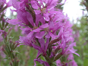 Photo by: Andrew Nelson - Rice Creek Field Sta., SUNY Oswego Photo taken: Oswego County, NY: 19 Aug 2002