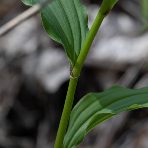 Photo by: Kyle J. Webster. Photo taken: Tompkins County, NY: 07 May 2021