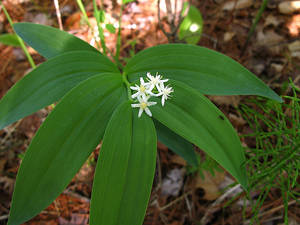 Photo by: Jacqueline Donnelly. Photo taken: Saratoga Co., NY: 15 May 2007
