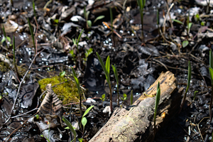 Photo by: Kyle J. Webster. Photo taken: Seneca County, NY: 23 April 2021