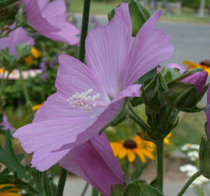 Photo by: Andrew Nelson - Rice Creek Field Sta., SUNY Oswego Photo taken: Oswego County, NY: 08 Jul 2002