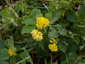 Photo by: Andrew Nelson - Rice Creek Field Sta., SUNY Oswego Photo taken: Oswego County, NY: 06 Jun 2002