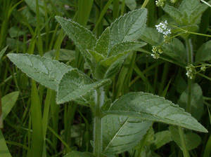 Photo by: Andrew Nelson - Rice Creek Field Sta., SUNY Oswego Photo taken: Oswego County, NY: 20 Jun 2003