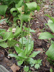 Photo by: Sara R. Stebbins - Environmental Design & Research. Photo taken: Herkimer Co., NY: 15 May 2008
