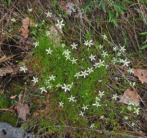 Photo by: Jacqueline Donnelly. Photo taken: Warren Co., NY: 31 May 2012