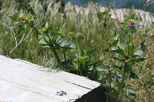 Photo by: Andrew Nelson - Rice Creek Field Sta., SUNY Oswego Photo taken: Oswego County, NY: 06 Jun 2009