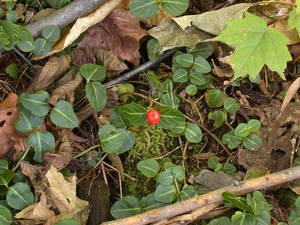 Photo by: Andrew Nelson - Rice Creek Field Sta., SUNY Oswego Photo taken: Oswego County, NY: 09 Oct 2003