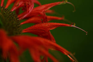 Photo by: Andrew Nelson - Rice Creek Field Sta., SUNY Oswego Photo taken: Oswego County, NY: 06 Sep 2008