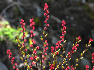 Photo by: Jacqueline Donnelly. Photo taken: Saratoga Co., NY: 28 Apr 2009