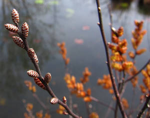 Photo by: Jacqueline Donnelly. Photo taken: Saratoga Co., NY: 19 Apr 2012