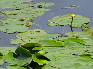 Nuphar variegata - Photos - NYFA: New York Flora Atlas - NYFA: New York  Flora Atlas