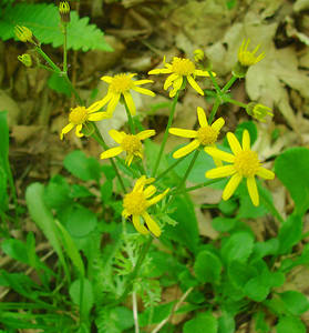 Photo by: Steven Daniel. Photo taken: Washington Co., NY: 19 May 2012