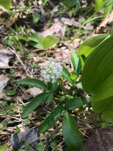Photo by: Brandon A. Cohen. Photo taken: Ulster County, NY: 12 May 2021