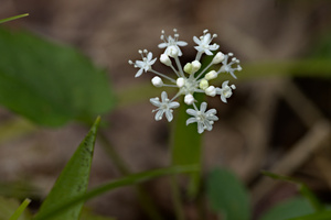 Photo by: Kyle J. Webster. Photo taken: Ontario Co., NY: 08 May 2020