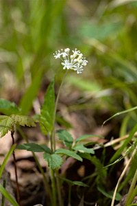 Photo by: Kyle J. Webster. Photo taken: Ontario Co., NY: 08 May 2020