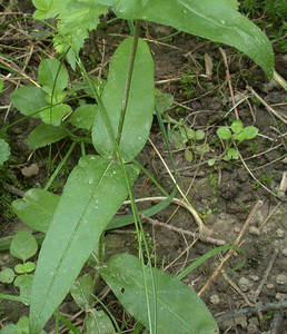 Photo by: Andrew Nelson - Rice Creek Field Sta., SUNY Oswego Photo taken: Oswego County, NY: 02 Jul 2002