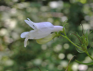 Photo by: Andrew Nelson - Rice Creek Field Sta., SUNY Oswego Photo taken: Oswego County, NY: 08 Jul 2004