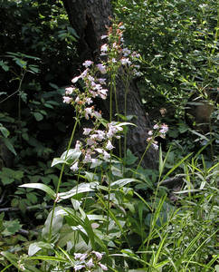 Photo by: Andrew Nelson - Rice Creek Field Sta., SUNY Oswego Photo taken: Oswego County, NY: 08 Jul 2004