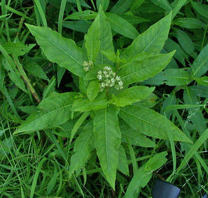 Photo by: Andrew Nelson - Rice Creek Field Sta., SUNY Oswego Photo taken: Oswego County, NY: 23 Jul 2003